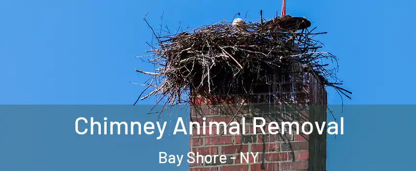 Chimney Animal Removal Bay Shore - NY