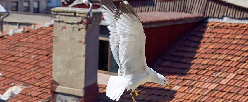 Residential Chimney Animal Removal Solution in Bay Shore, NY