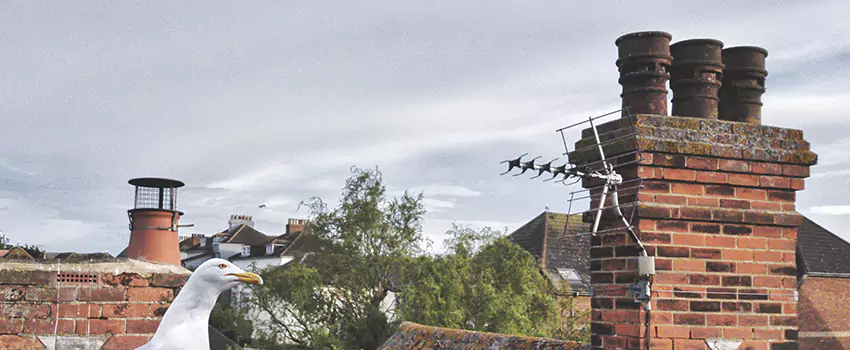 Chimney Cleaning And Restoration in Bay Shore, New York